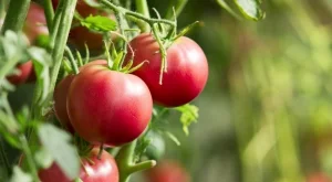 3 разтвора, с които трябва да напръскате доматите през юли, за да са едри и сладки