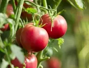 Ако полеете разсада на доматите с това, тази година реколтата ще е по-богата от всякога