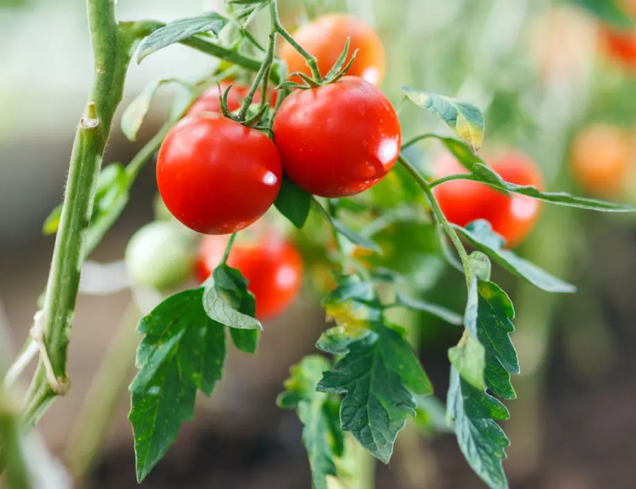 Засадете тези растения в лехите на доматите и реколтата им ще е по-богата