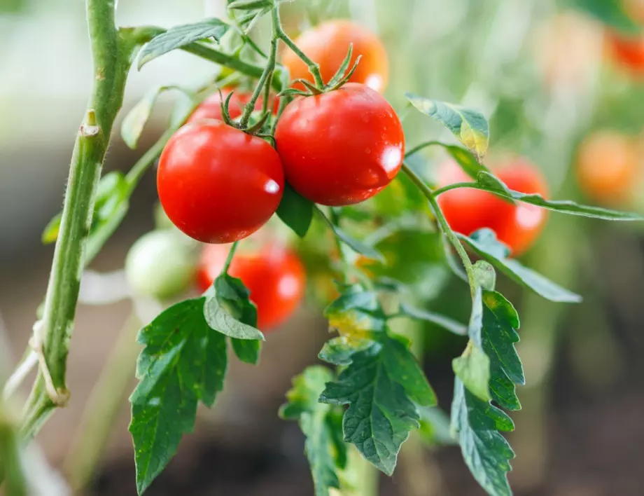 Опитен градинар сподели как е правилно да се грижим за доматите през ЮЛИ