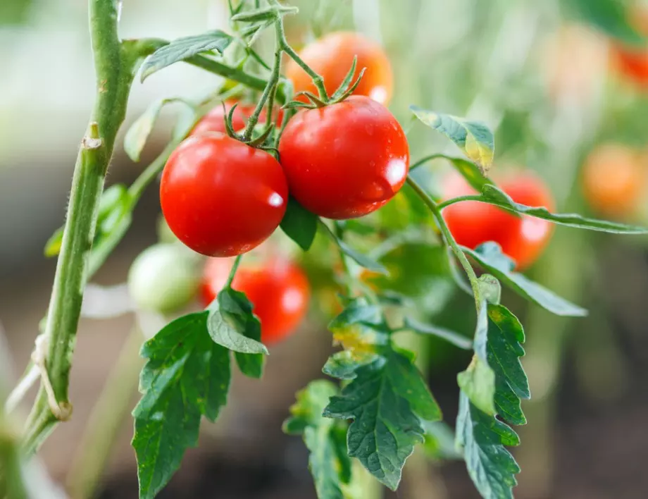 С тези няколко съвета доматите ще растат като луди