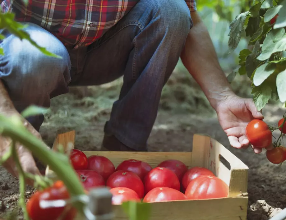 Американските градинари борят маната по доматите с лек, за който дори не предполагате