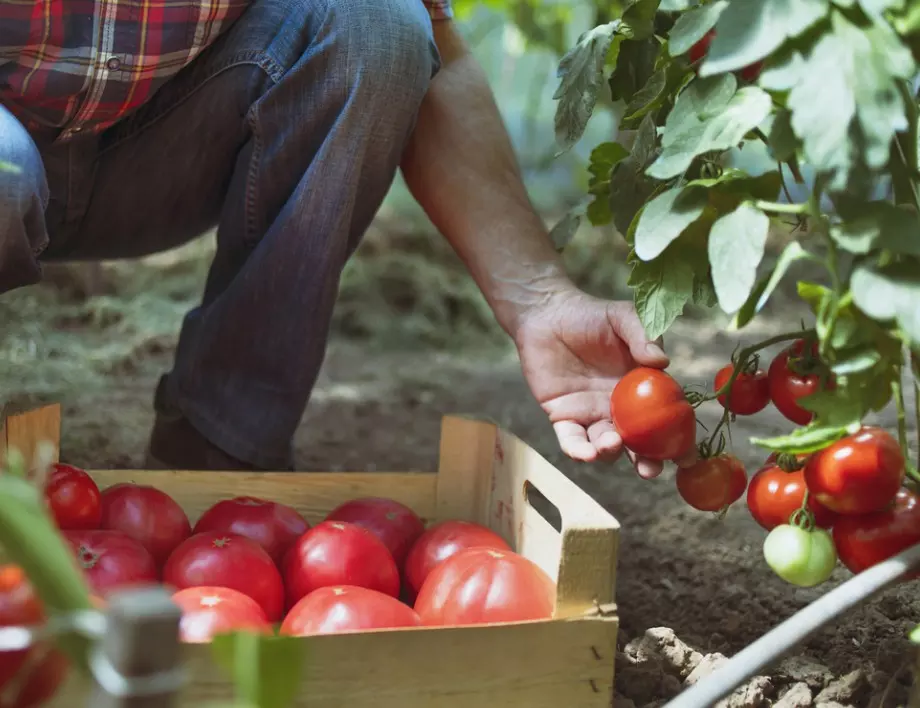 Защо опитните градинари никога не изкореняват доматите и зелето?
