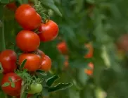 3 разтвора, които ще накарат доматите да растат като луди през август