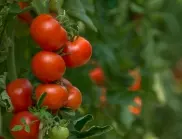 Кога е подходящото време за засаждане на домати?