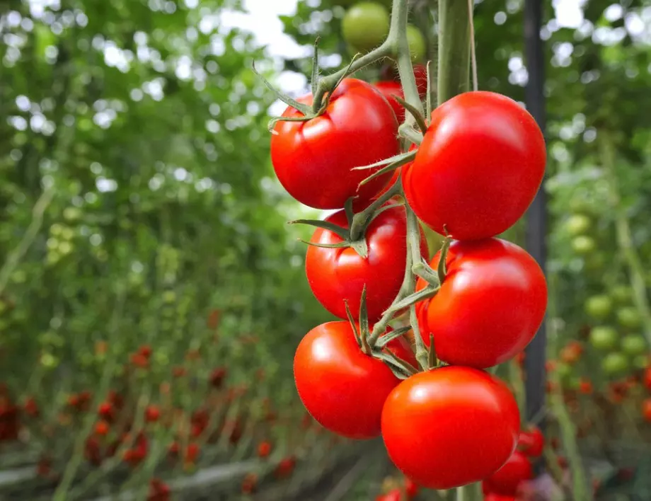 Подхранване на доматите с доматено пюре  - кога и как го правят опитните градинари