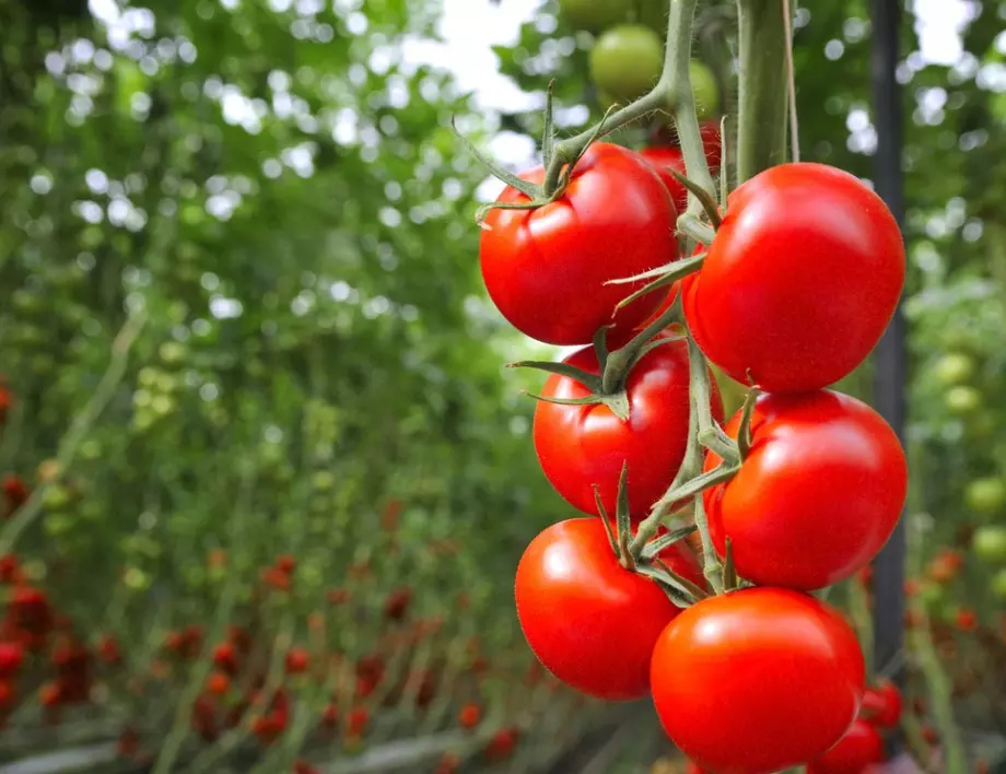 5 болести, които са пагубни за доматите