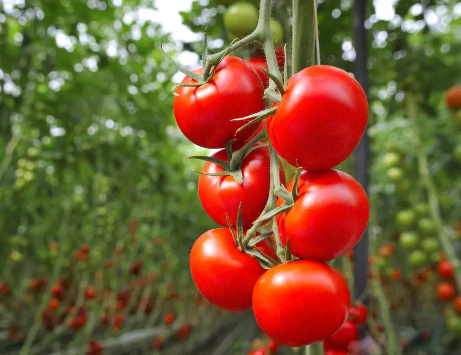 Разтвор с ОЦЕТ за поливане на доматите през ЮЛИ. Това всеки градинар трябва да го знае!
