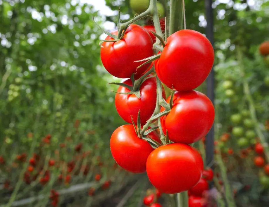Ако искате доматите да узреят по-бързо и реколтата им да е по-богата, полейте ги с това