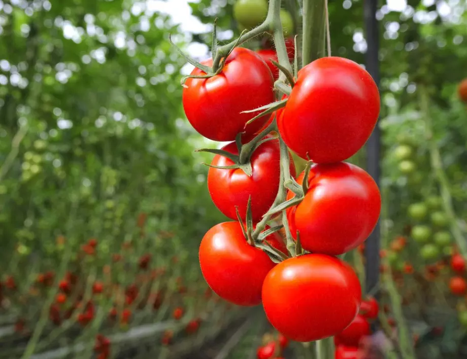 През юли полейте с тези разтвори доматите, за да са едри и сладки