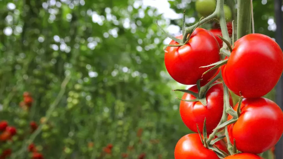 Ако сте начинаещи градинари, задължително трябва да знаете тези съвети за растеж на доматите 