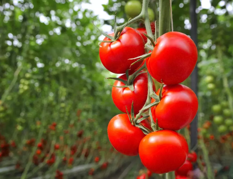 Опитните градинари дупчат доматите с това, за да ги предпазят от мана и да ускорят узряването им