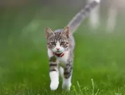 Как хуманно и ефективно да прогоните котките от градината си?