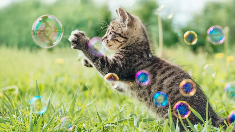 Смешка на деня: Едно лято в София