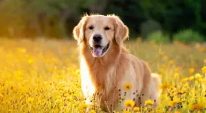 Виц на деня: 9 неща, които кучето ми не разбира