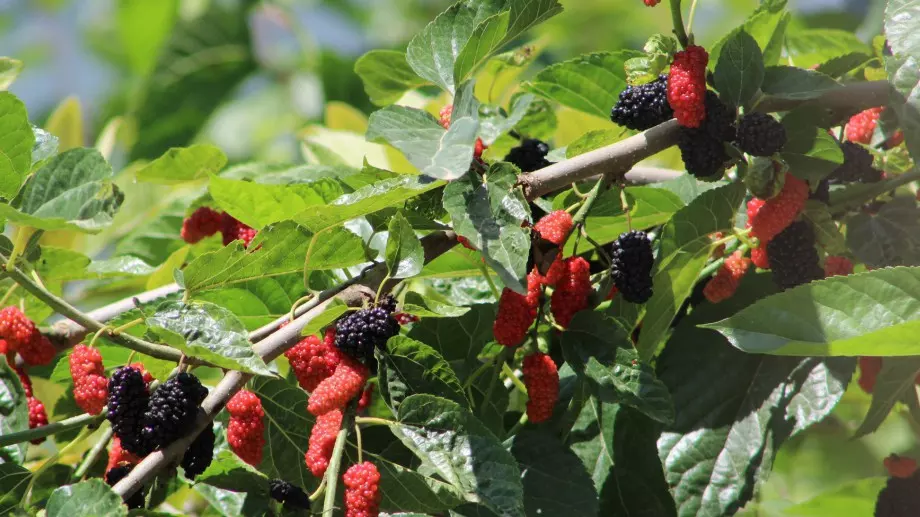 Ето защо да си похапвате повече черници