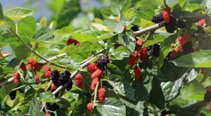 Здравословни ползи от черниците