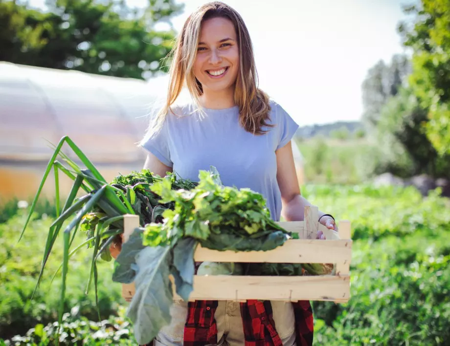 Любимият разтвор на градинарите - той не само увеличава реколтата на всичко, но и изтребва листните въшки