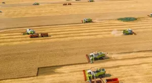 Обявиха какво е производството на пшеница от тазгодишната реколта