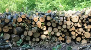 Цената на дървата за огрев скочи драстично, къде са най-евтини?