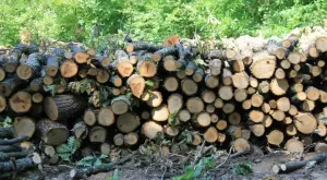 Високата цена на газа предизвика огромно търсене и недостиг на дърва за огрев