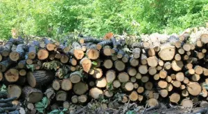 Депутатите решиха: До 15 кубика дърва за домакинство годишно