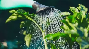 Поливане в жегата - ето какво трябва да знае всеки градинар