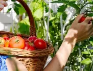 С помощта на тези 2 разтвора маната ще подмине доматите в градината ви