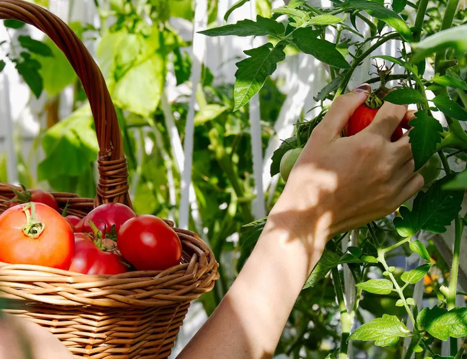 Опитните градинари садят подправки и цветя при доматите - тайната на богатата реколта от домати