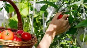 Как да засадите доматите, така че да се хванат