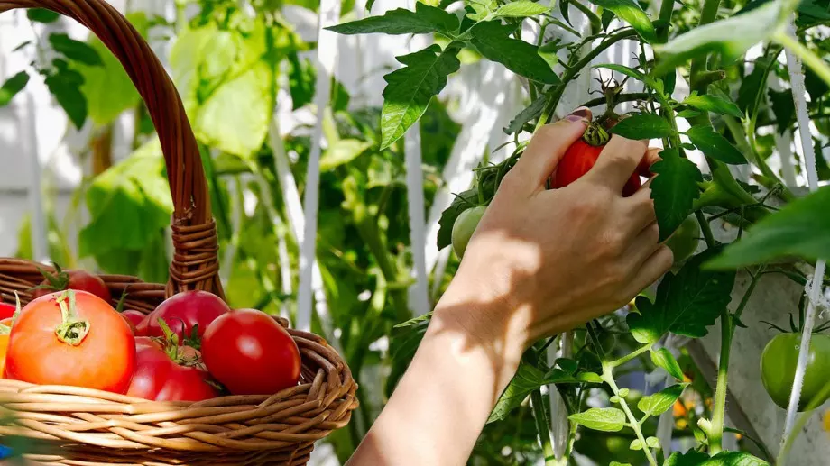 Как да засадите доматите, така че да се хванат