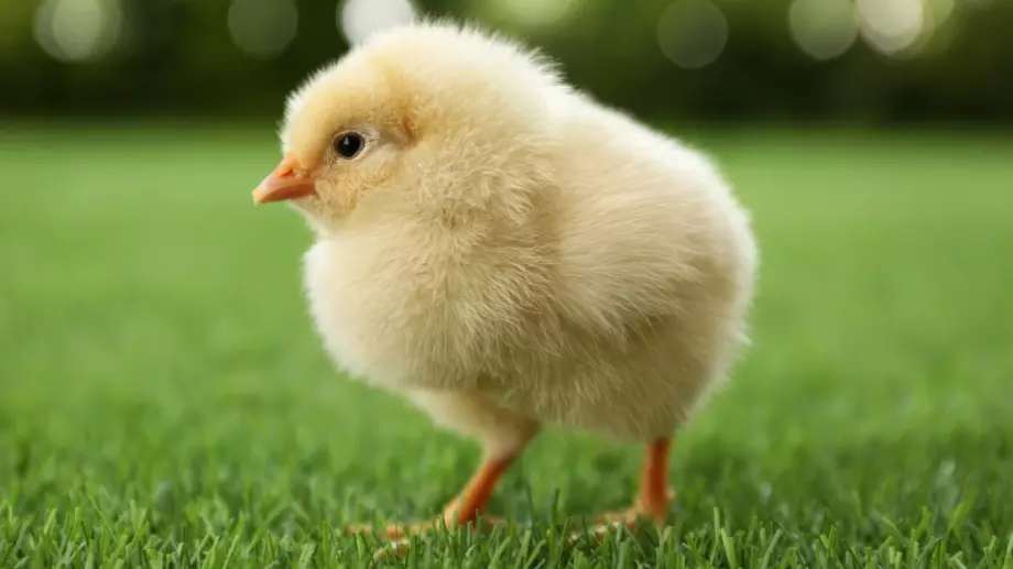 Виц на деня: Защо пилето пресича пътя?