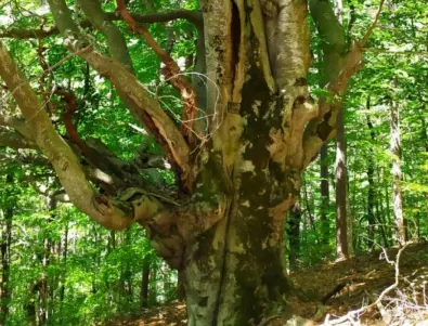 Обявиха за защитени две забележителни дървета в Смолян  
