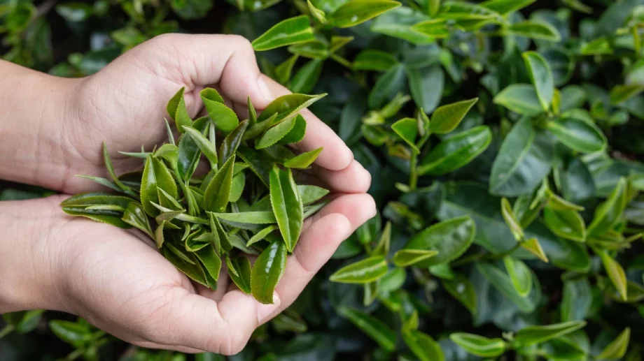 Бучу и неговата супер сила при уринарни инфекции