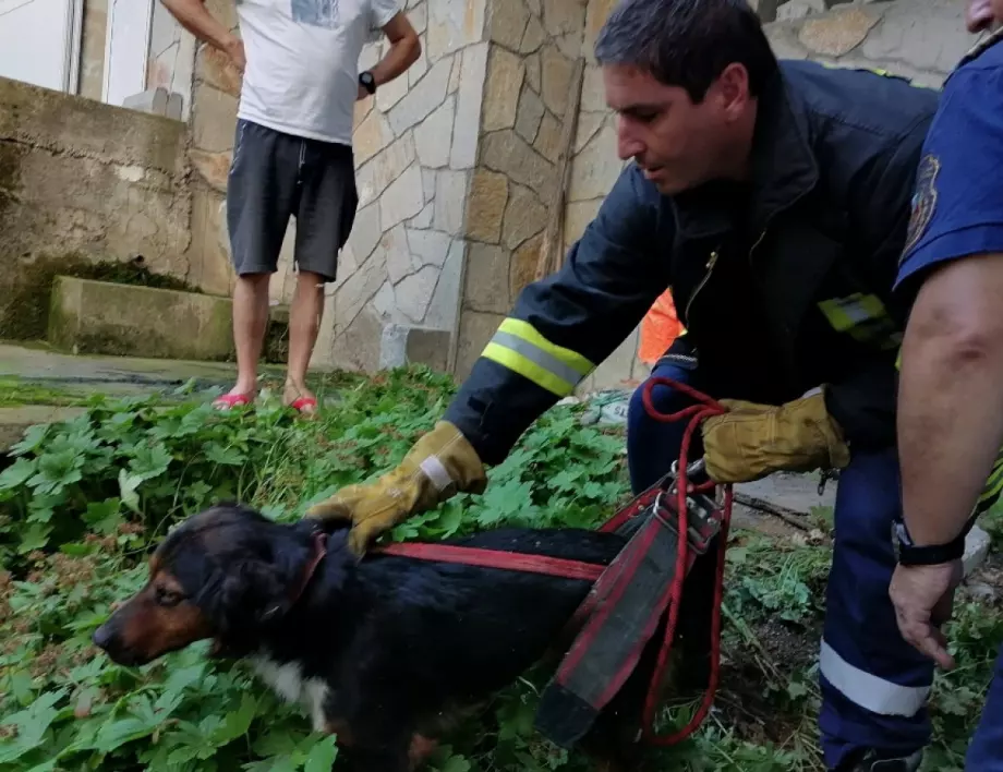 Пожарникари спасиха заклещено куче в Смолян, деца и възрастни не можаха