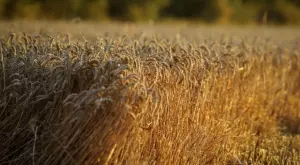 България тепърва ще разбира какви точно количества зърно има