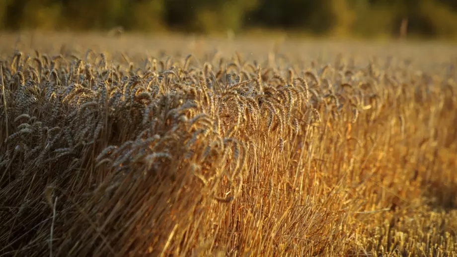 България тепърва ще разбира какви точно количества зърно има