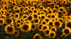 Производителите на слънчоглед ще получат над 32 млн. лева извънредна помощ