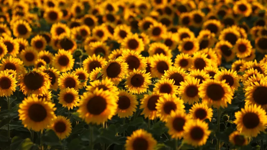 Производителите на слънчоглед ще получат над 32 млн. лева извънредна помощ