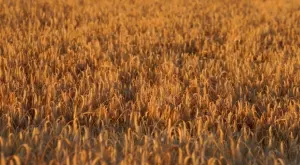 Египет и пшеницата - как вървят нещата при осигуряването ѝ