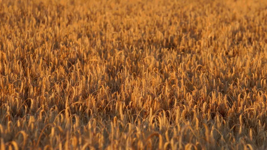 Египет и пшеницата - как вървят нещата при осигуряването ѝ