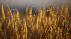 Министерството на земеделието обмисля засилен контрол на търговията със зърно