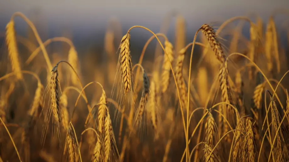 Министерството на земеделието обмисля засилен контрол на търговията със зърно