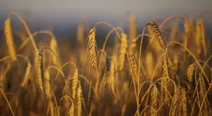 Реакциите след края на зърнената сделка - остра критика от ЕК, пшеницата тръгна нагоре