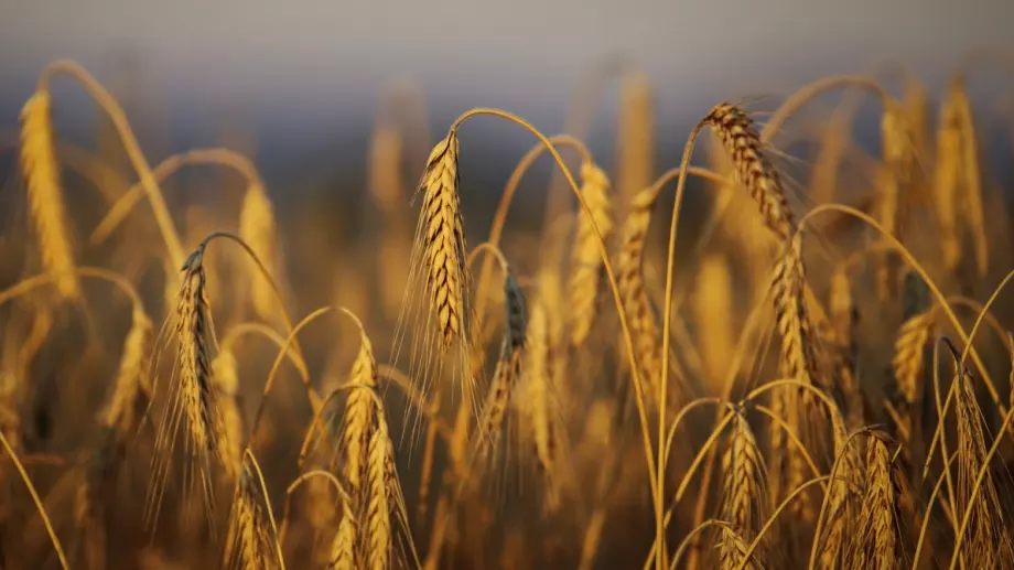 Реакциите след края на зърнената сделка - остра критика от ЕК, пшеницата тръгна нагоре