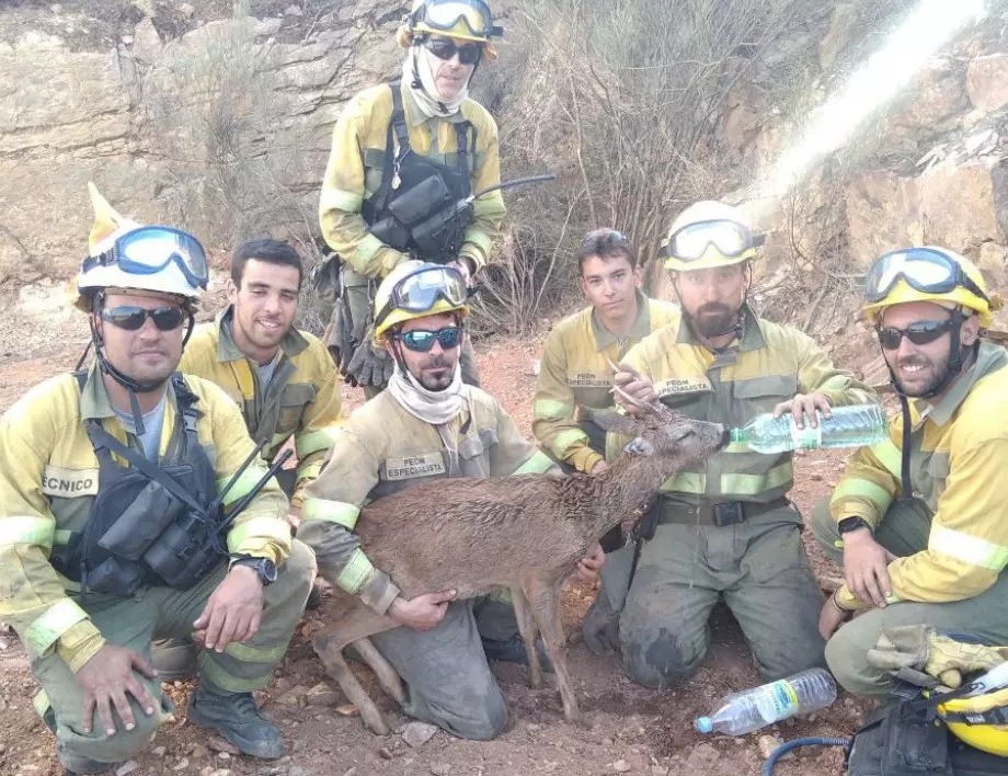 Испански пожарникари спасиха еленче от огъня, животното пи вода от ръцете им (ВИДЕО)