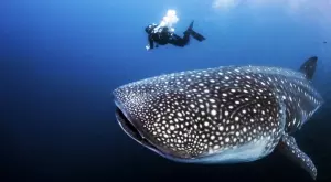 Това е най-голямото всеядно животно на Земята