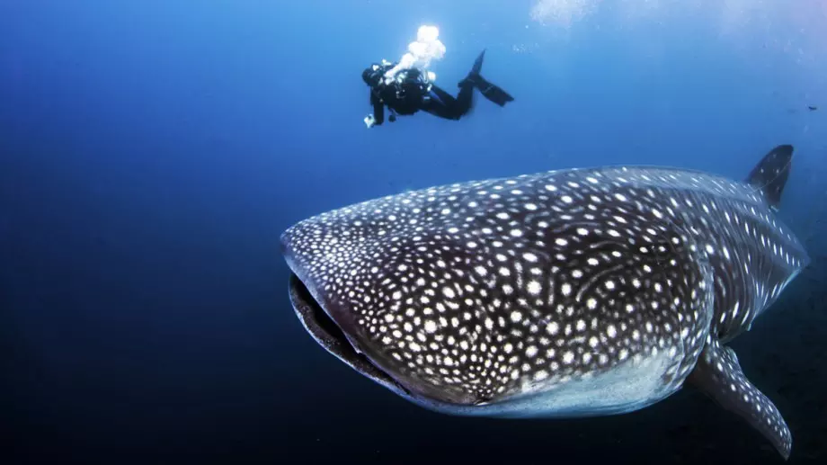 Това е най-голямото всеядно животно на Земята