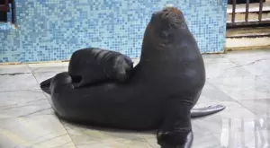 Тюленче се роди в Делфинариум Варна