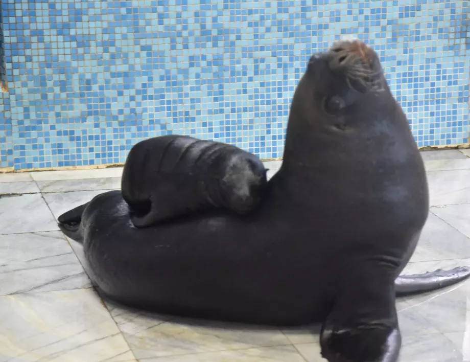 Варненският делфинариум е открит за посетители